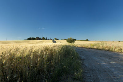 Scenic view of agricultural field against blue sky