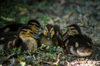 Close-up of ducklings on field