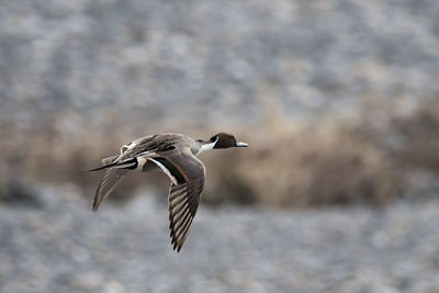 Close-up of duck flying over water