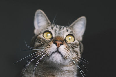 Close-up portrait of cat against black background