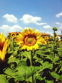 Sunflower blooming in field