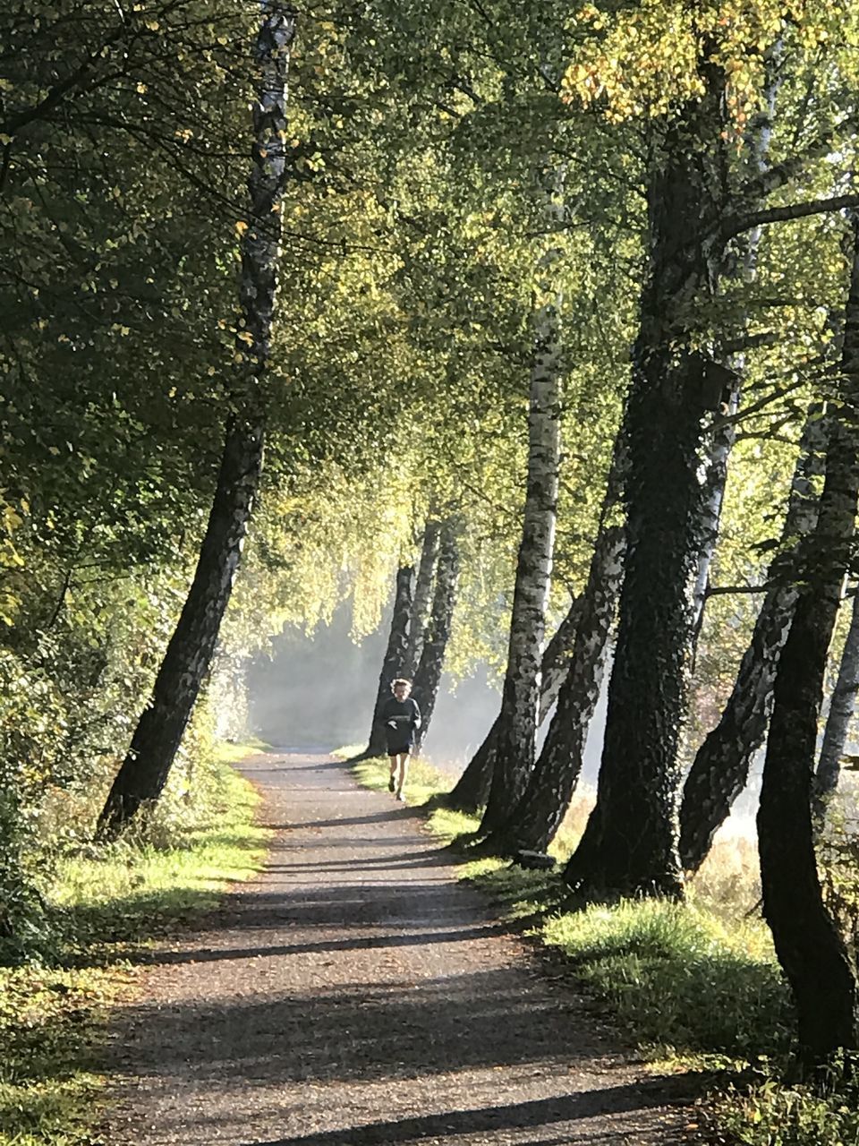 SHADOW OF TREES ON ROAD AMIDST PLANTS