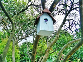 Low angle view of bird on tree