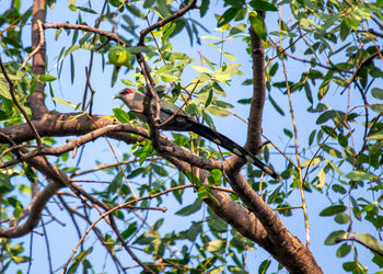 Low angle view of bird perching on tree