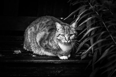 Portrait of cat sitting outdoors