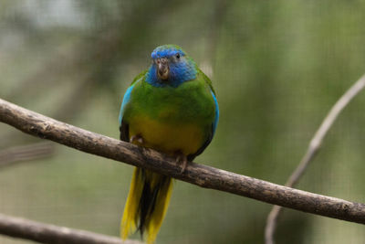 Close-up of parrot perching on branch