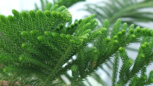 Close-up of pine tree