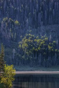 Reflection of trees in water