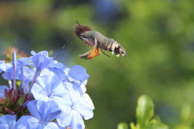 Close-up of butterfly on flower