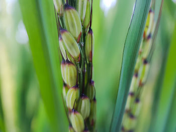 Full frame shot of flowering plant