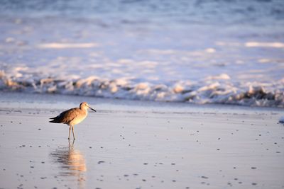 View of bird on beach