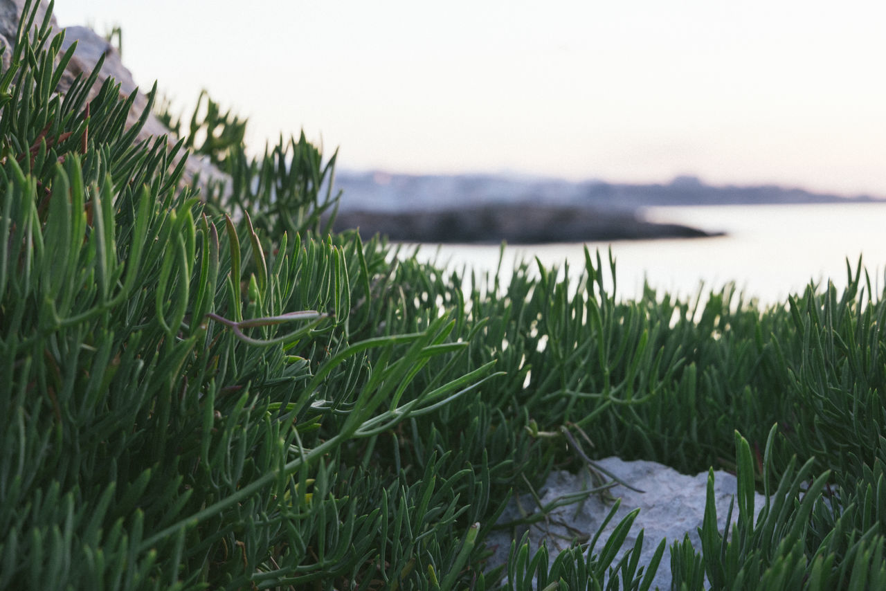 grass, plant, water, nature, sky, beauty in nature, green, growth, tranquility, land, no people, field, scenics - nature, landscape, lawn, environment, tranquil scene, flower, day, sea, grassland, meadow, outdoors, natural environment, beach, prairie, leaf, rural scene, non-urban scene, wetland