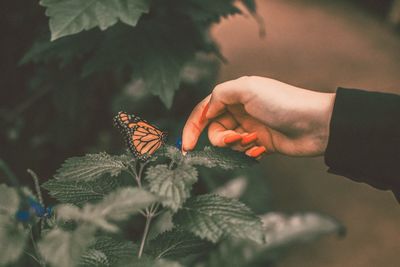 Close-up of butterfly perching on hand