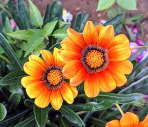 Close-up of orange flower