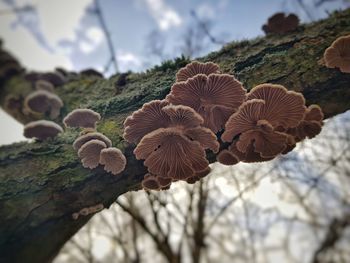 Close-up of mushroom growing on tree against sky