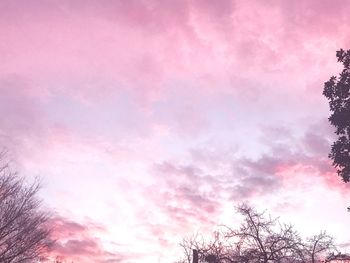 Low angle view of pink tree against sky