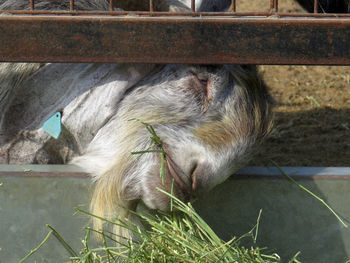 Close-up of damascus goat