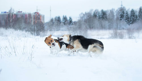 View of dogs on snow covered land