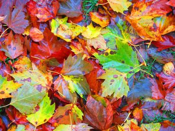 Full frame shot of autumnal leaves