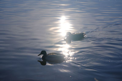 High angle view of swan swimming in lake