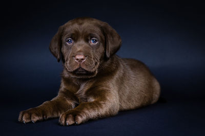 Portrait of puppy on black background