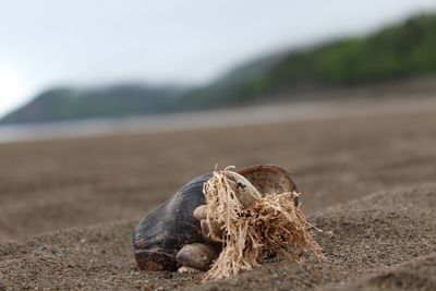 Close-up of crab on beach against sky