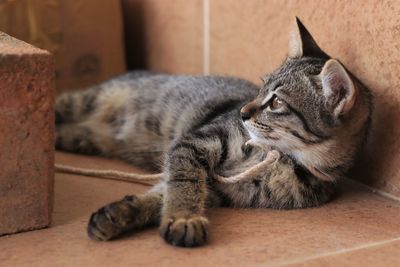 Close-up of a cat sleeping