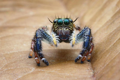 Close-up of spider