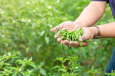 Midsection of woman holding plant