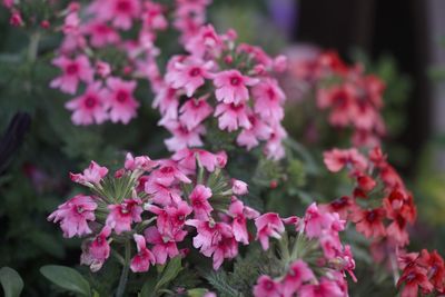 Close-up of pink flowers