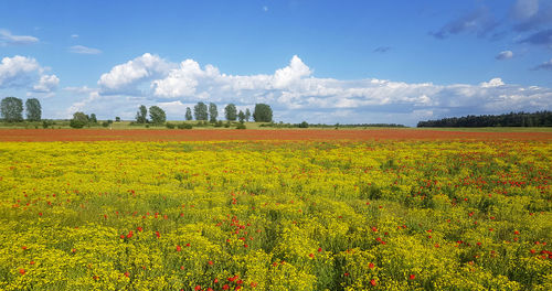 Scenic view of field against sky