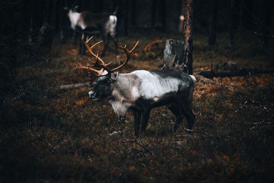 Deer standing in a field