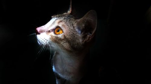 Close-up of cat sitting against black background