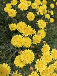 High angle view of yellow flowering plants on field