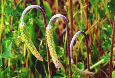 Close-up of plant against blurred background