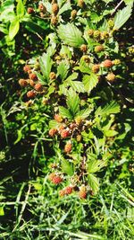 Close-up of plant growing on tree