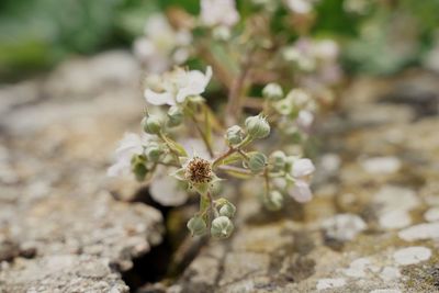 Close-up of white flowering plant