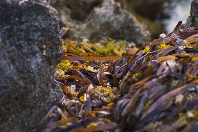 Close-up of rock formation