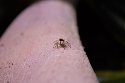 Close-up of insect on finger