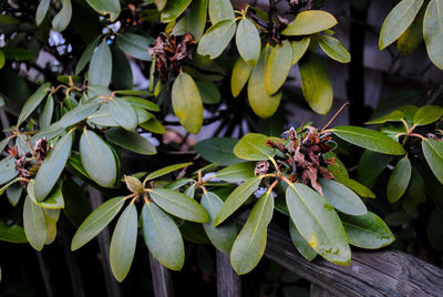 Close-up of insect on plant