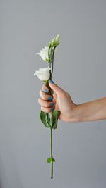 Close-up of hand holding flower over white background