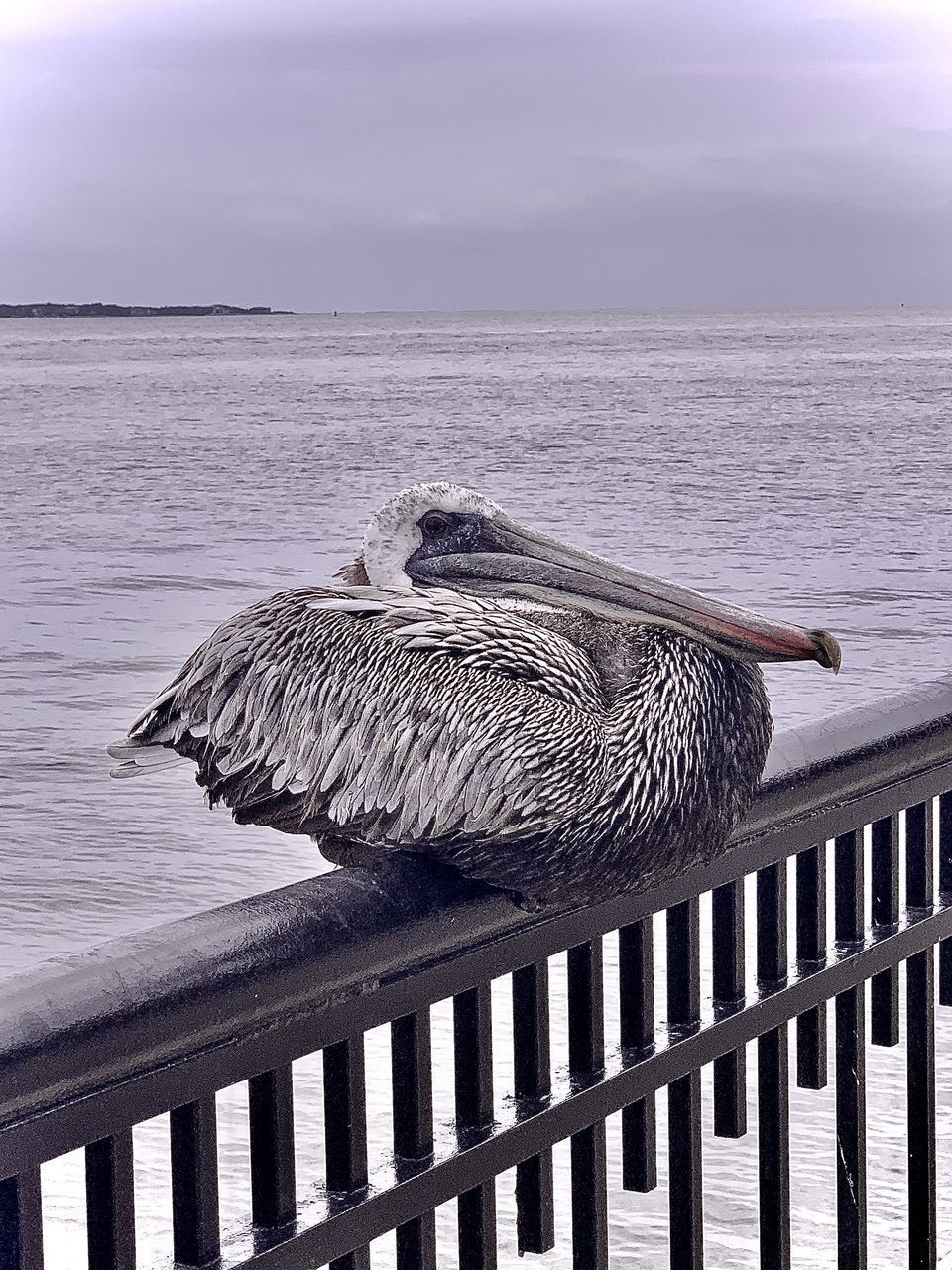 VIEW OF BIRD ON BEACH