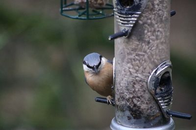 Close-up of bird perching on feeder