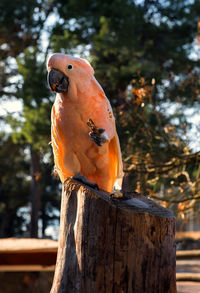 Close-up of bird perching on tree