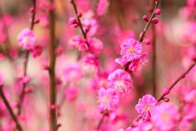 Close-up of pink flowers