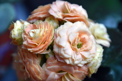 Close-up of roses