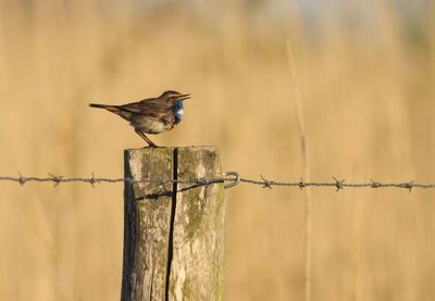 Bird perching on wooden post