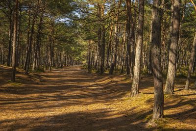 Pine trees in forest