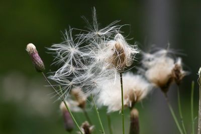 Close-up of wilted dandelion