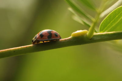 Close-up of ladybug on leaf